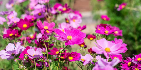 Birth flower october cosmos