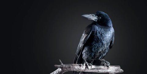 crow spirit animal