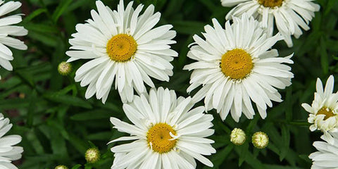 April birth flower daisy