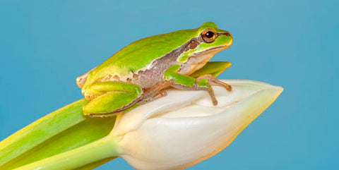 frog spirit animal