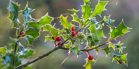 December birth flower Holly