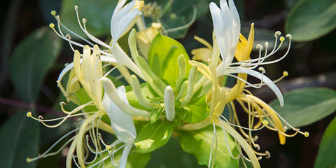 June birth flower honeysuckle