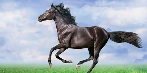 horse spirit animal