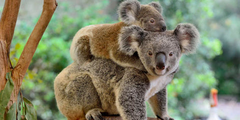 koala spirit animal