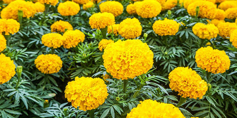 Birth flower October marigold