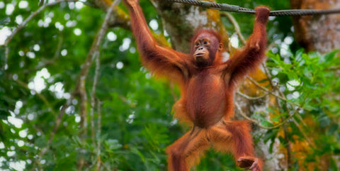 orangutan spirit animal