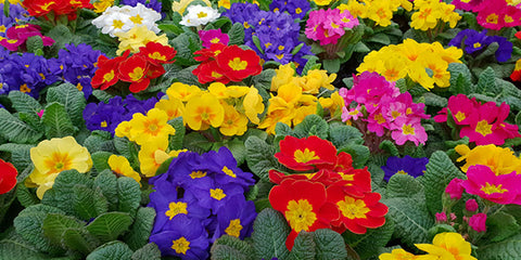 February birth flower primrose