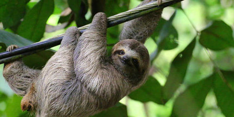 sloth spirit animal