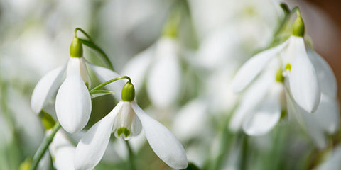 January birth flower snowdrop