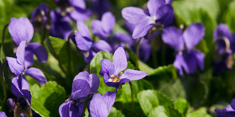 February birth flower violet