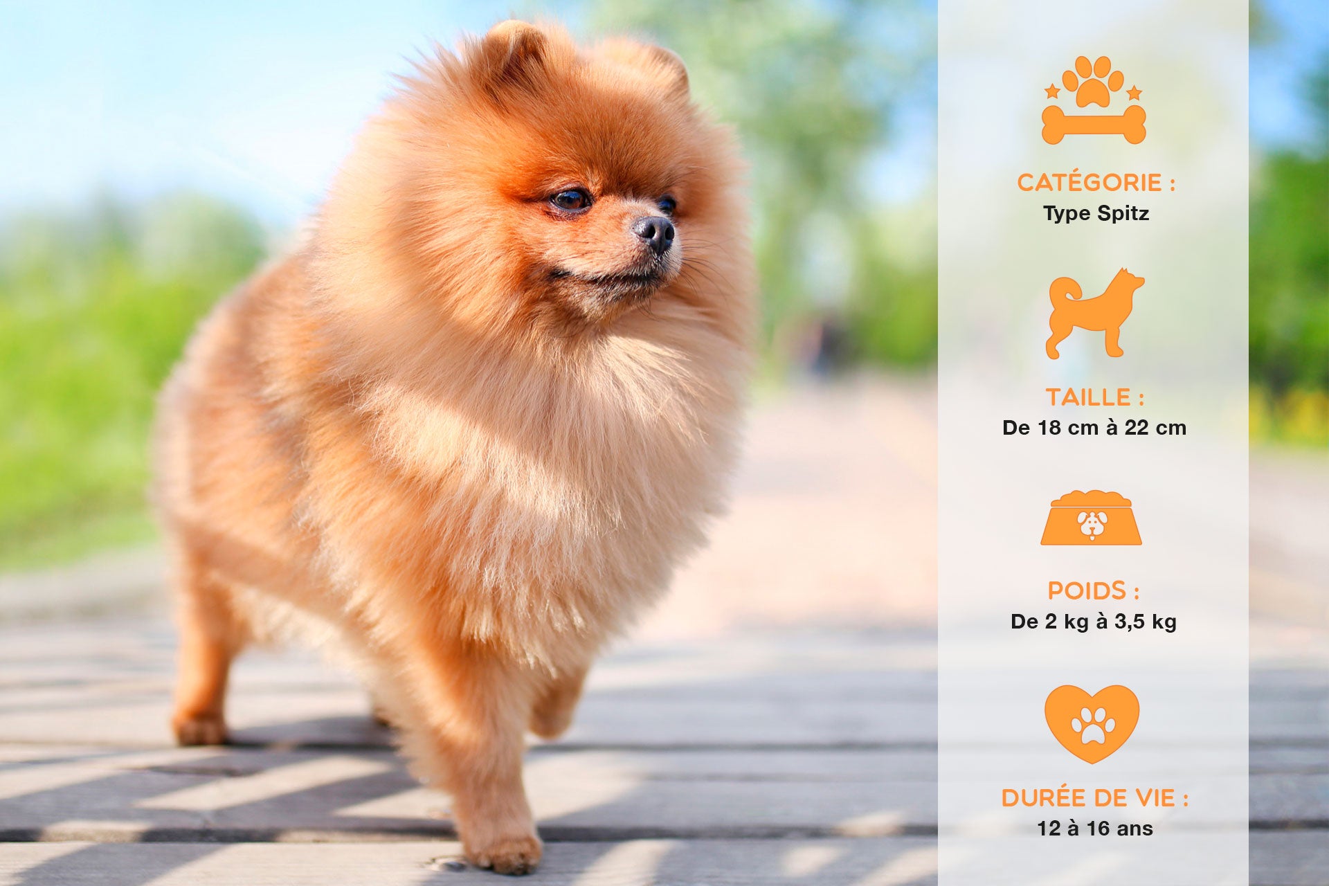 Spitz Nain Son Caractere Et Ses Caracteristiques Doggy Co