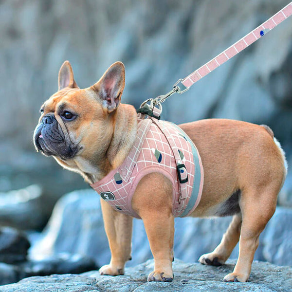 Harnais petit chien, Facile à mettre & Pratique