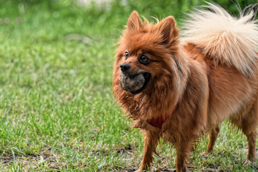 Le spitz nain ou loulou de Poméranie, une boule de poils et d'énergie