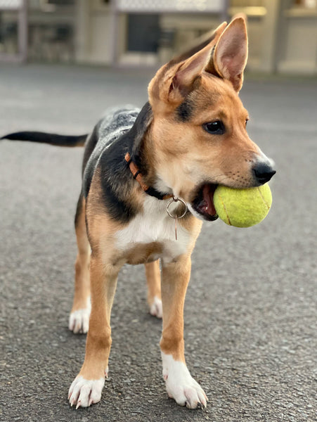Balle de tennis pour chien, Jouet pour chien