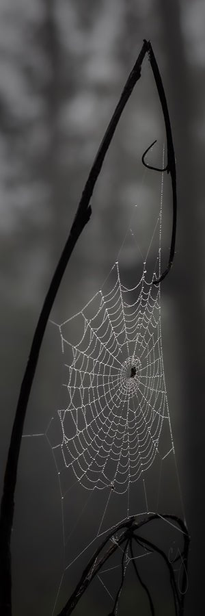 Dark Web