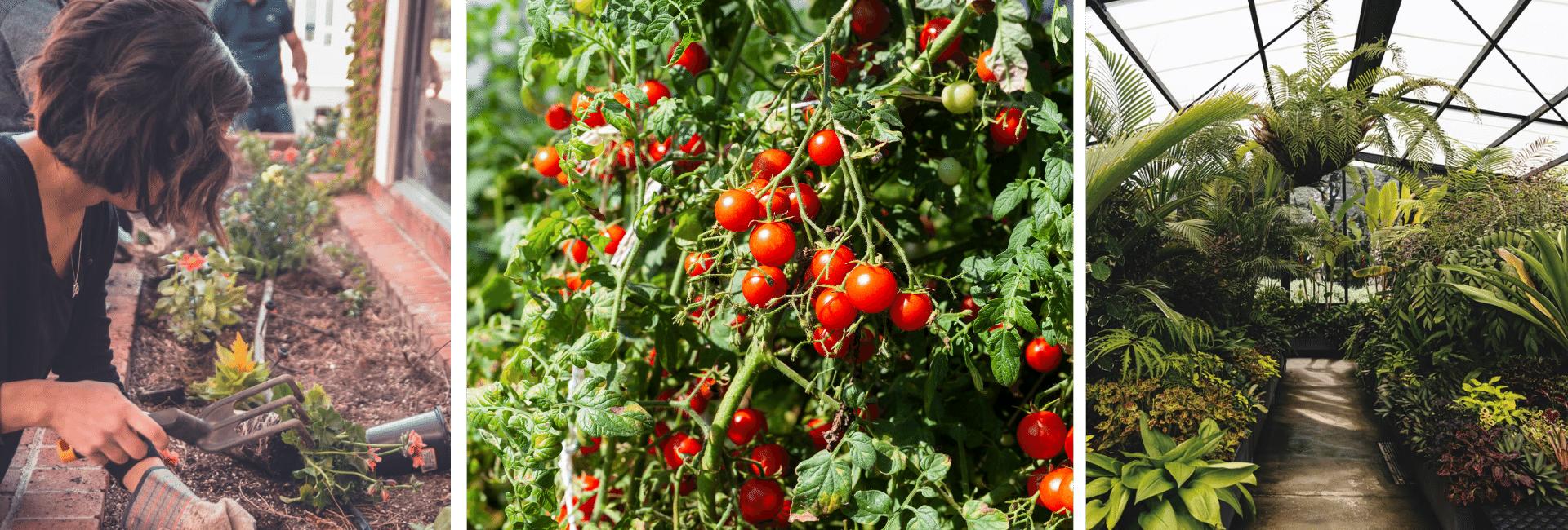 Tomato Leaf Fragrance Trend