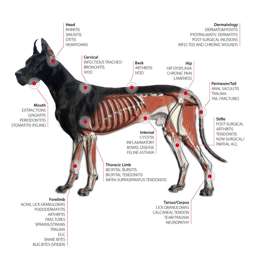 zones d'application de l'Appareil Cryothérapie pour animaux