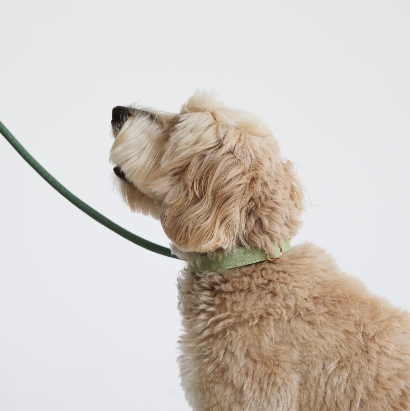 sage green dog collar and leash