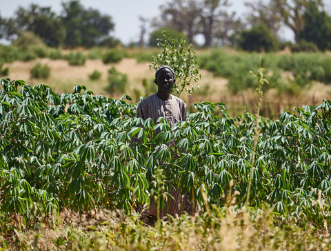 trees prevent erosion - eminence organics forests for the future - the facial room plants 100,000 trees