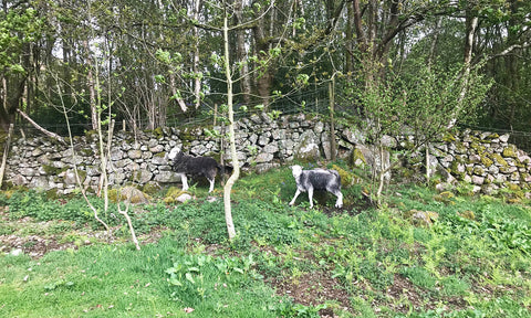 Herdwick Sheep against a stone wall