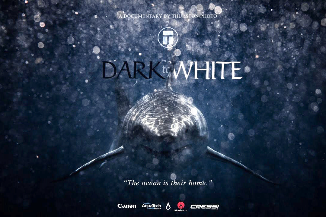 "Dark to White" A series on the Great White Shark