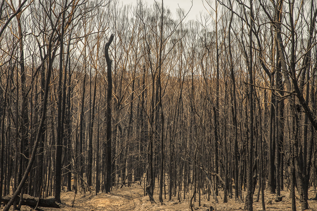 Australian bush fires on the south east coast of NSW blackened total burn