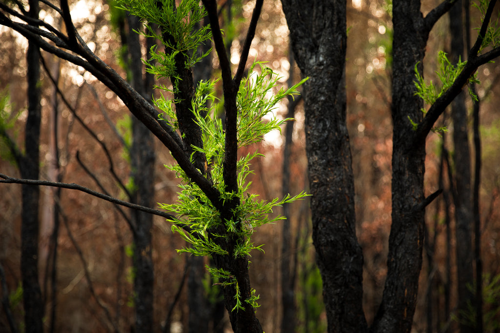 Australian bush fires on the south east coast of NSW regrowth