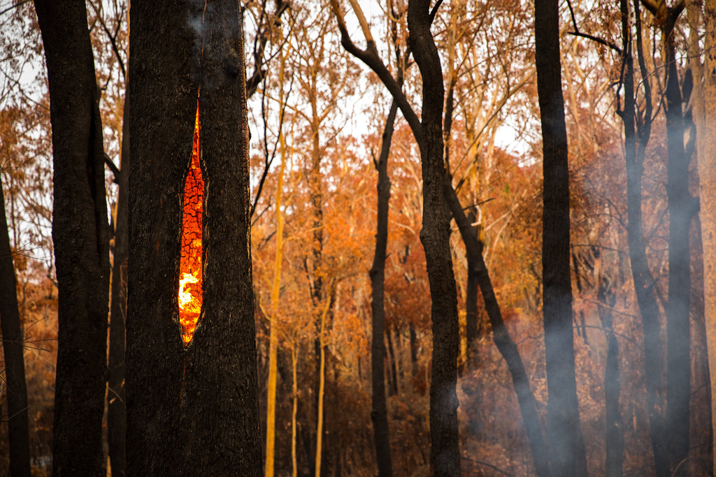 Australian bush fires on the south east coast of NSW tree burning