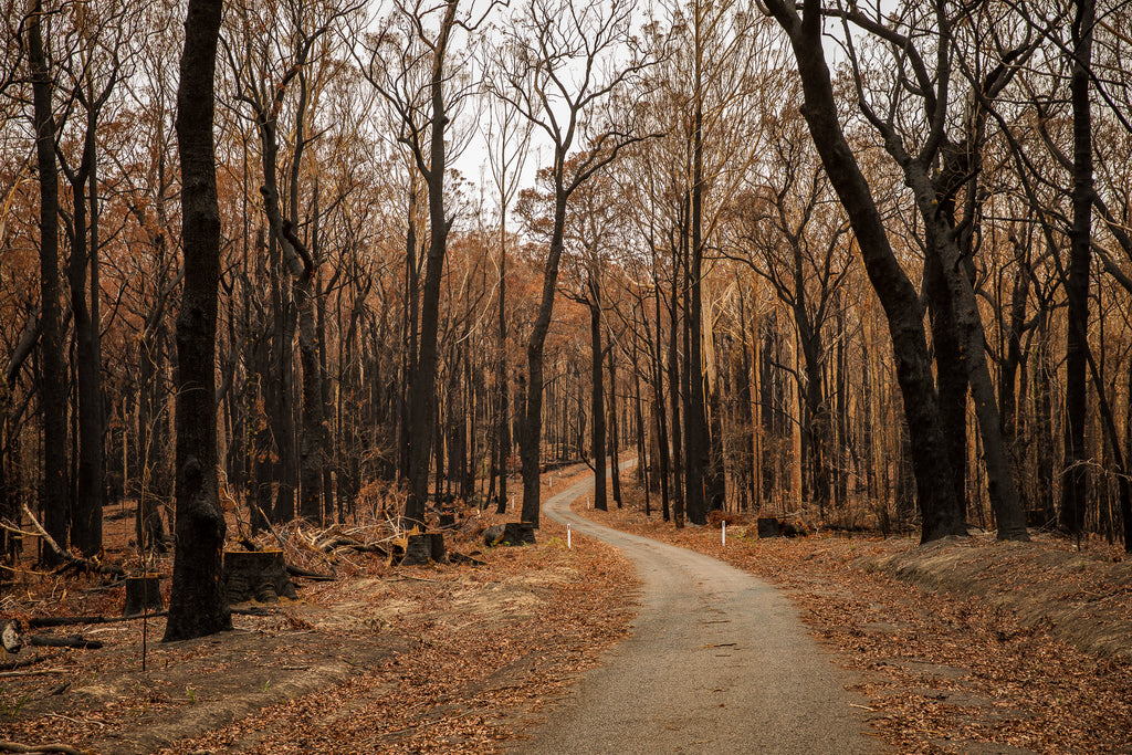 Australian bush fires on the south east coast of NSW black trees