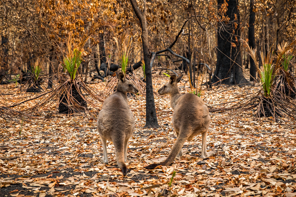 Australian bush fires on the south east coast of NSW kangaroos sad