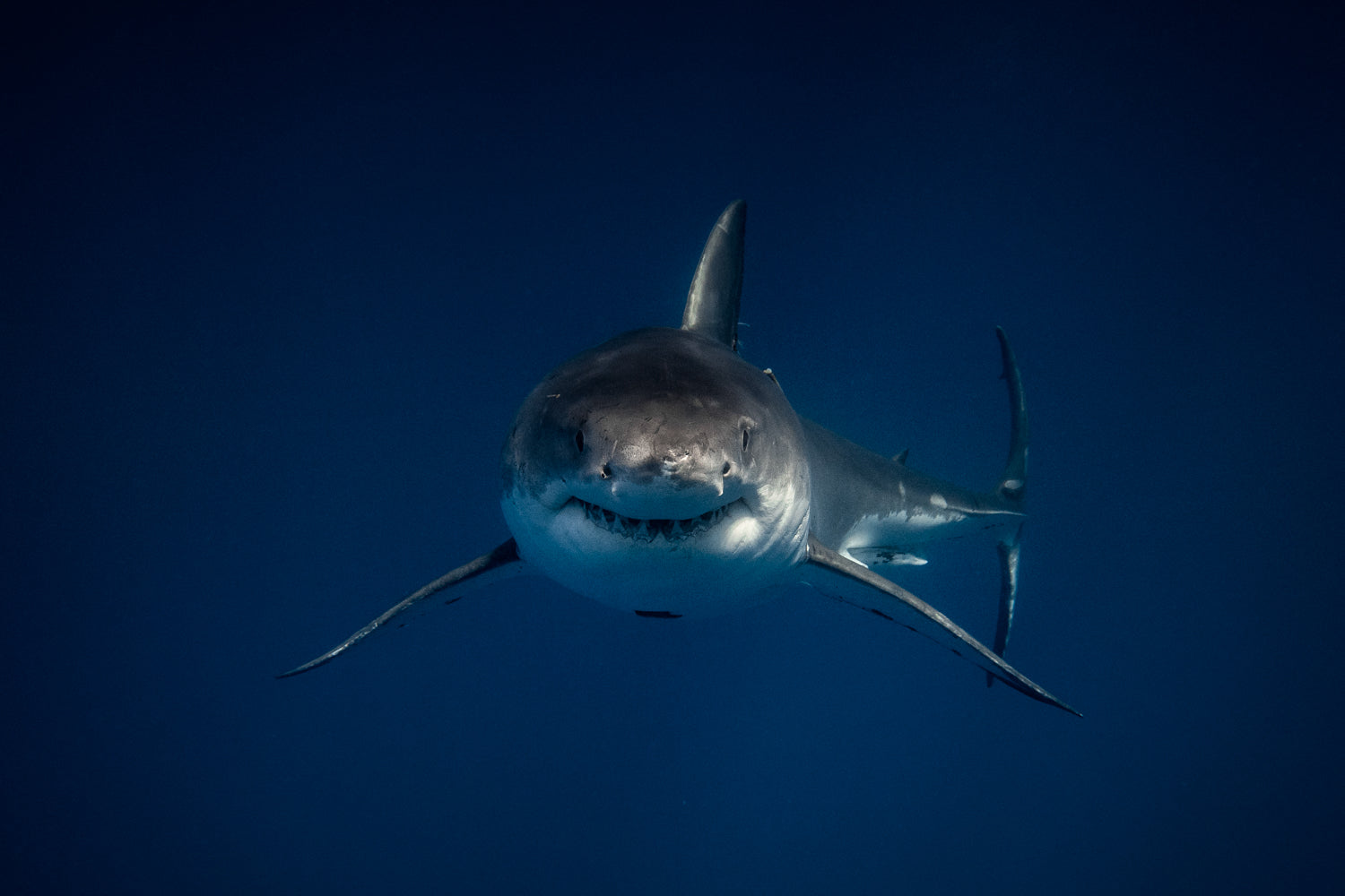 Face to face with a Great White Shark
