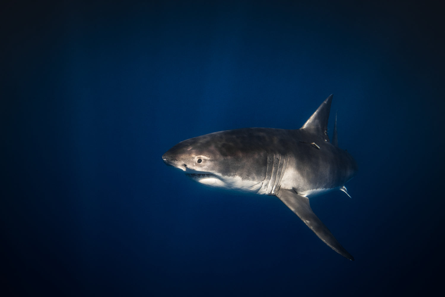 An attentive Great White Shark