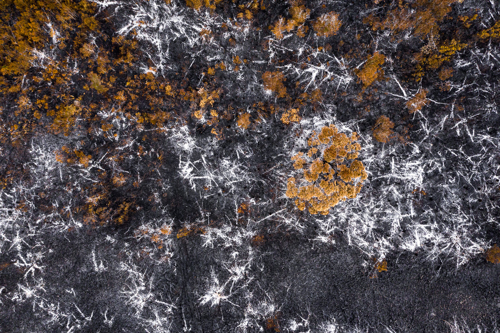 Australian bush fires on the south east coast of NSW charcoal white ash