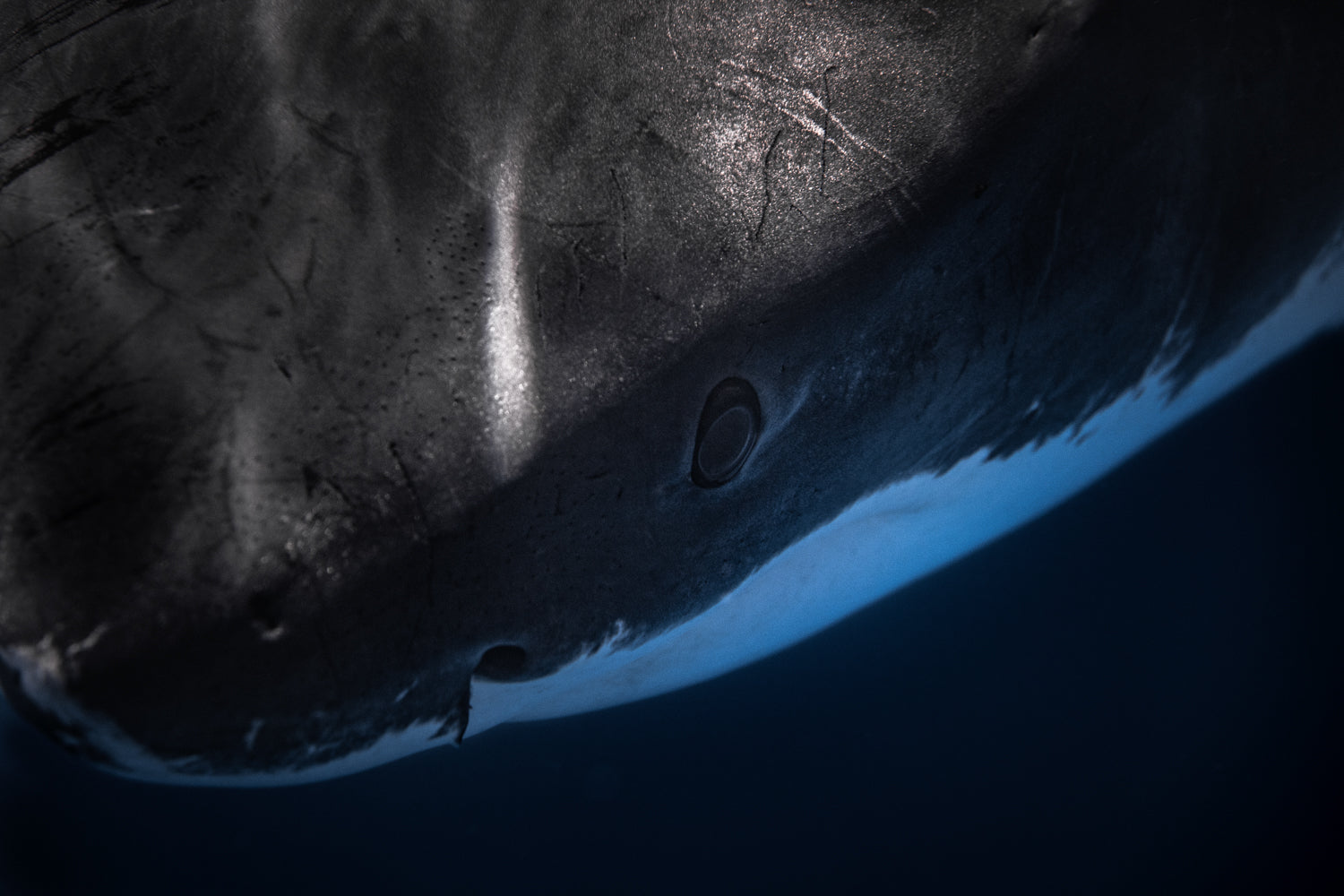 Looking into the eye of a Great White Shark with Thurston Photo