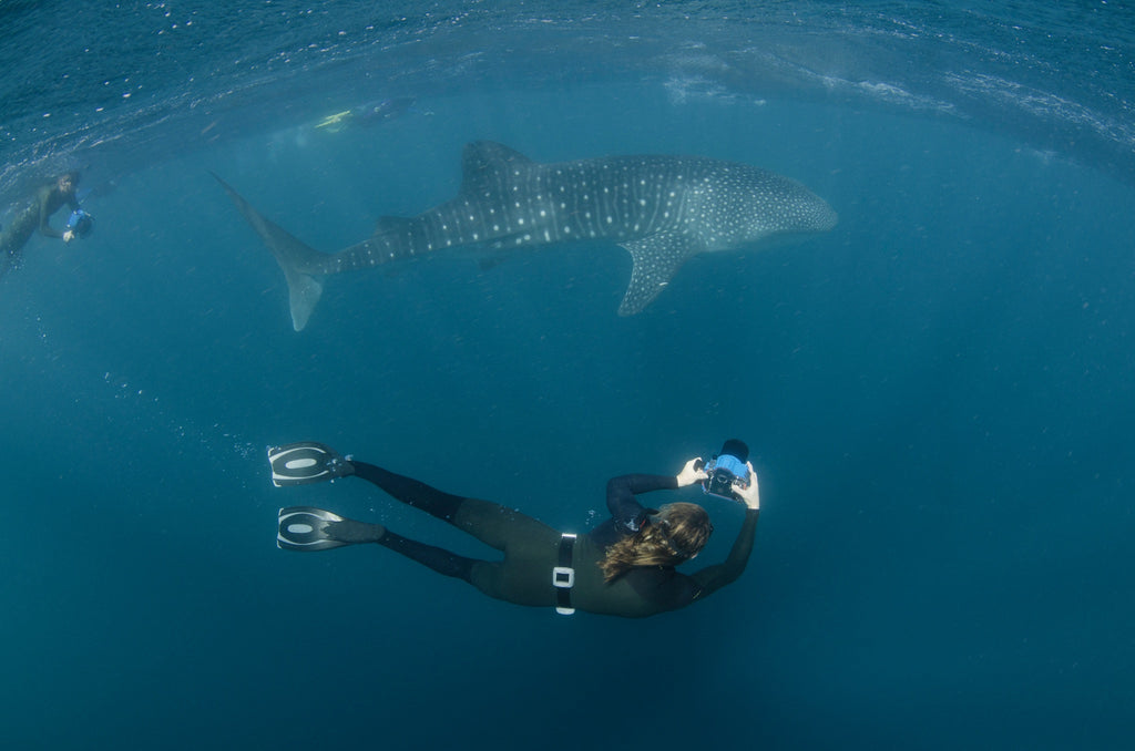 Thurston Shooting Whale Sharks