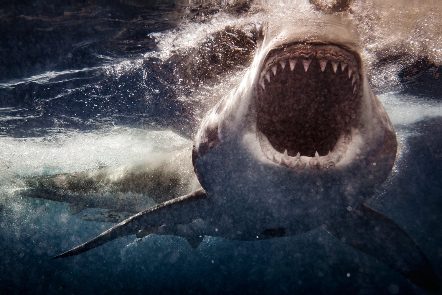 Great White Shark open mouth photographed by Thurston Photo