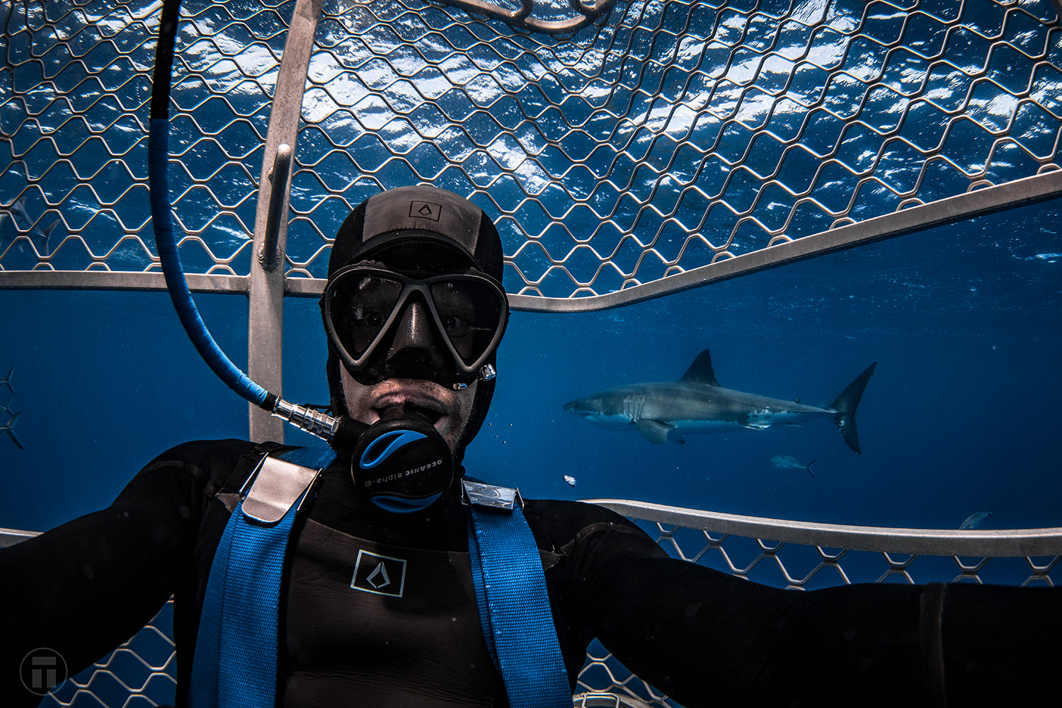 Philip Thurston Shark Cage Diving