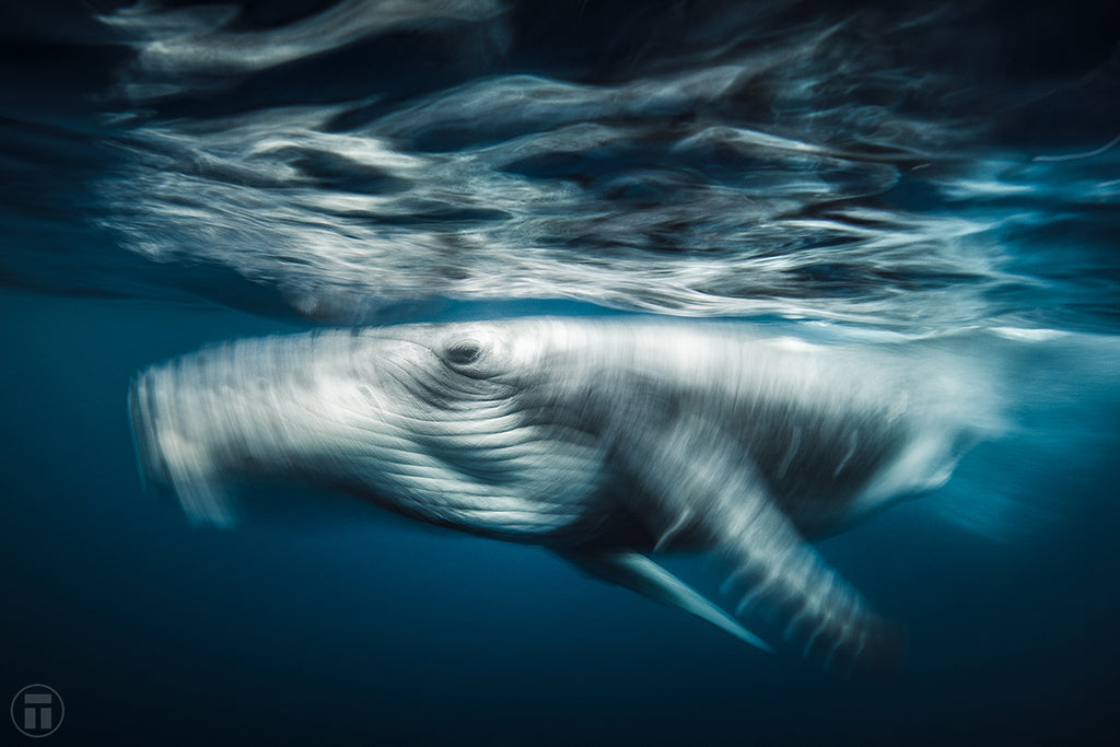 Spiral, a humpback whale slow shutter photograph by Philip Thurston