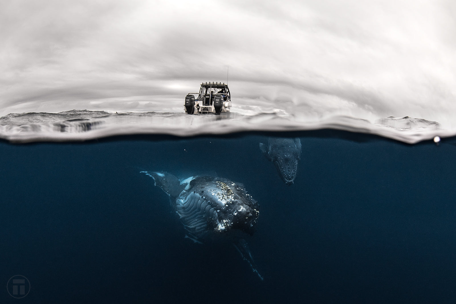Whales Underwater with Thurston Photo 