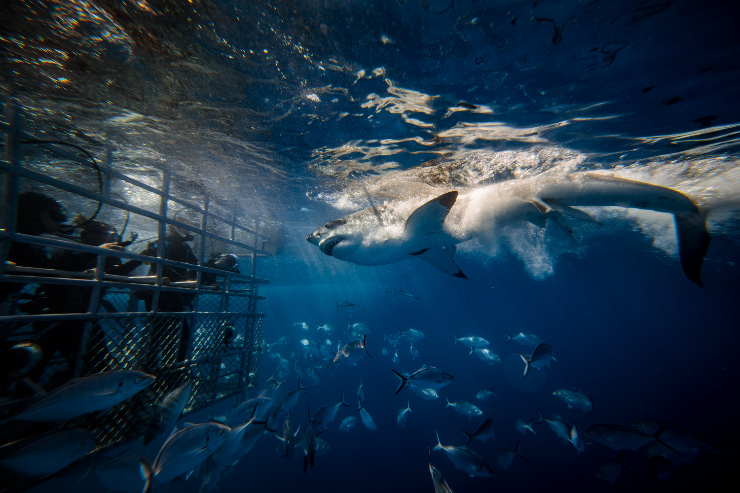Great White Shark Cage Diving with Calypso Charters