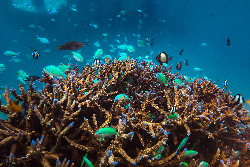 Reef fish of Ningaloo