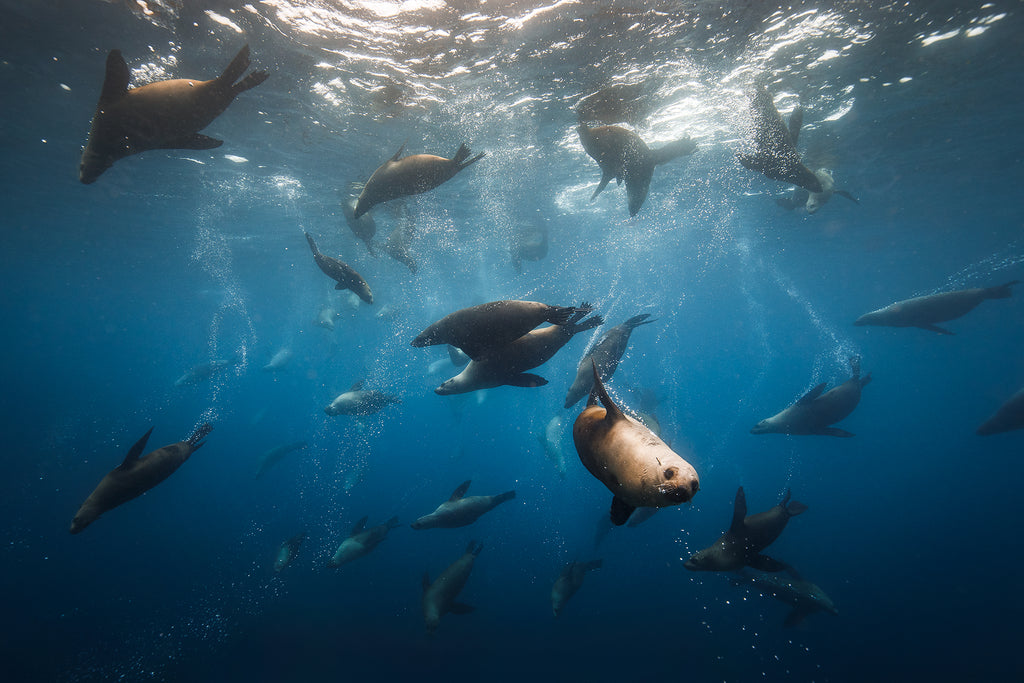 Diving with fur seals at Montague Island