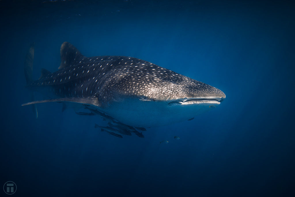 Whale shark by Thurston Photo