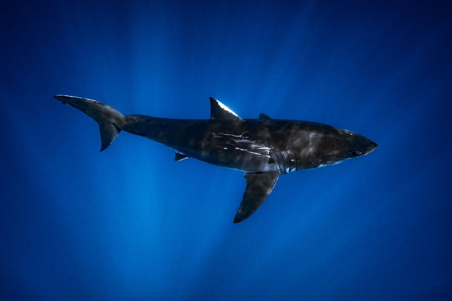 The body of a Great White Shark in the Deep Blue Sea