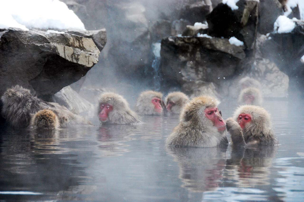 jigokudani monkey park in japan // mahabis journal