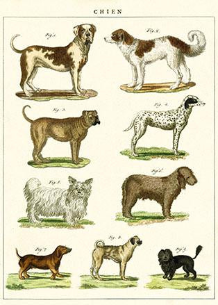 Dog Chart Poster - Cartolina