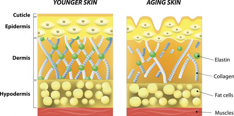 best collagen powder for skin collagen peptides for skin health