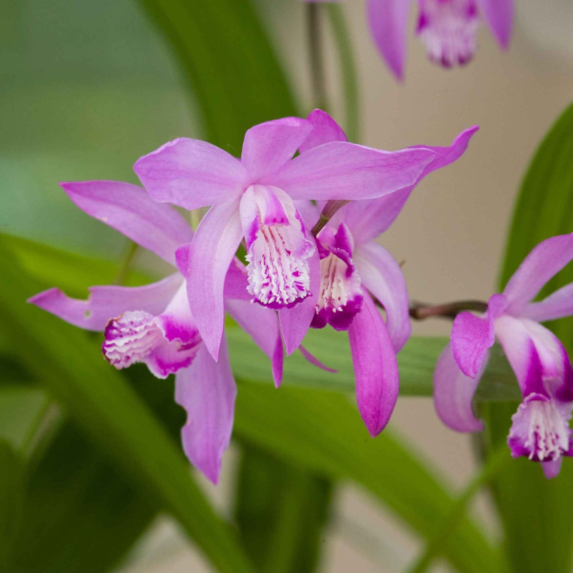 Achetez maintenant une plante aquatique Orchidée jacinthe Bletilla straita  rose - Plante de berge | Bakker.com