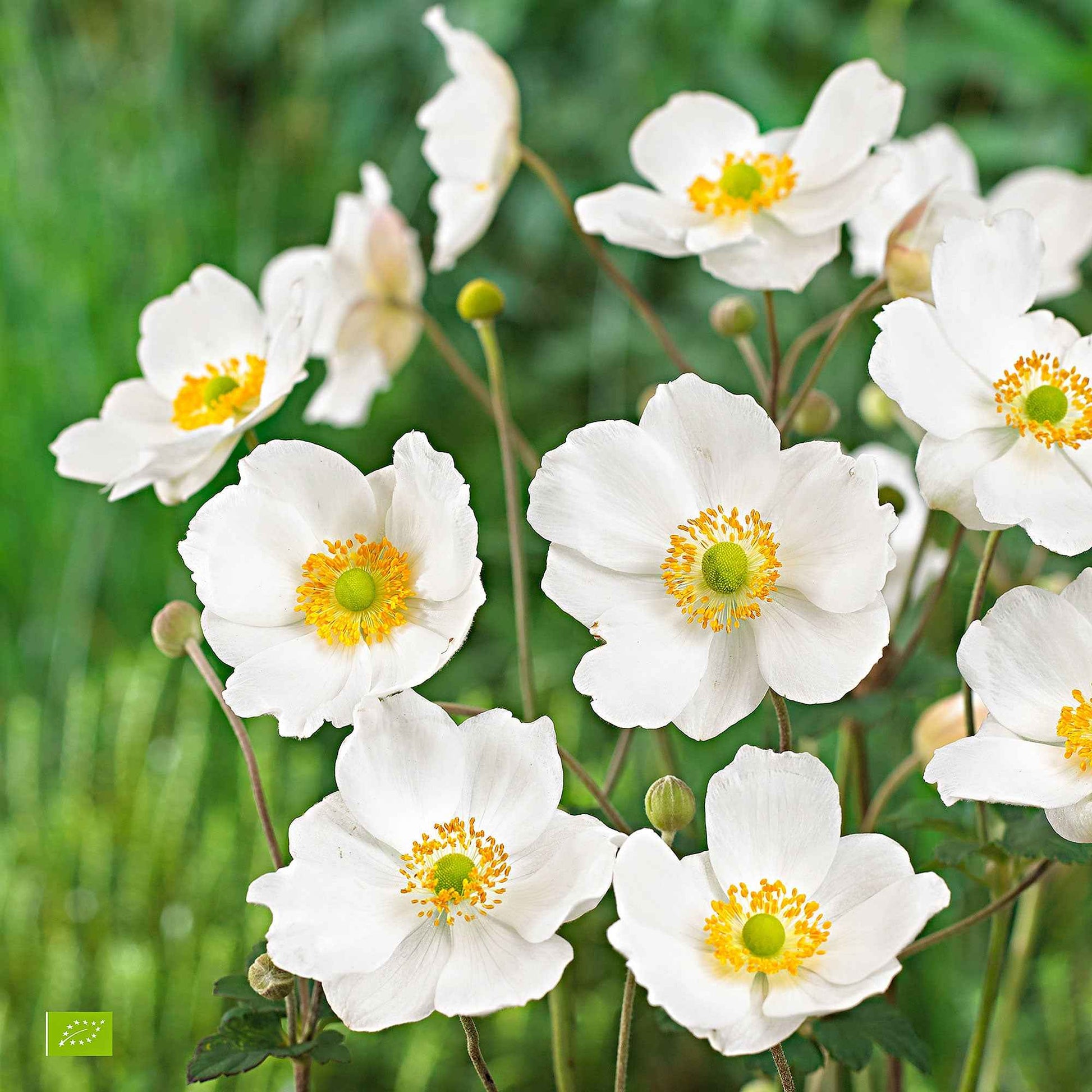 Achetez maintenant une plante vivace Anémone d'automne Anemone 'Honorine  Jobert' - Biologique blanc | Bakker.com