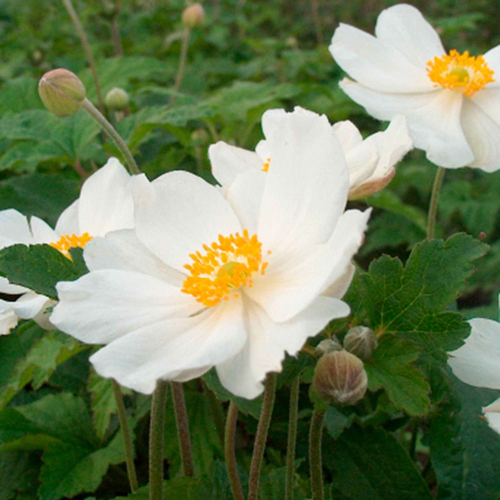 Achetez maintenant une plante vivace Anémone d'automne Anemone 'Honorine  Jobert' - Biologique blanc | Bakker.com